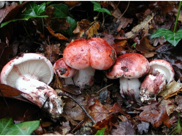 Мицелий Гигрофора сыроежкового / Вишняк (Hygrophorus russula)